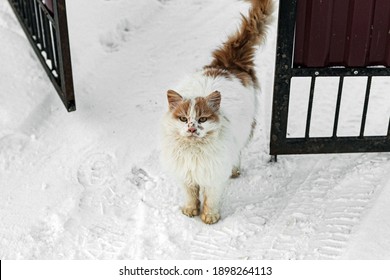 Just A Lone Street Cat Bob