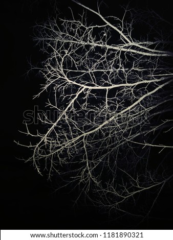 Similar – blairwitch Baum Wald Tod