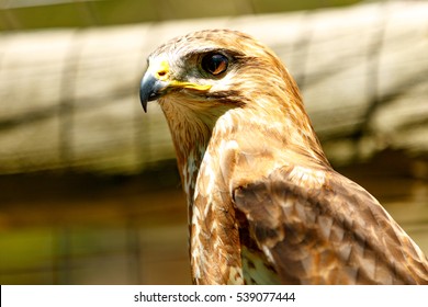 Funny Eagle Stock Photos Images Photography Shutterstock