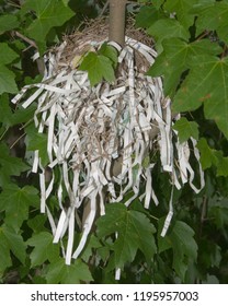 Just Married Or Empty Nester Celebration, A Humorous Bird Nest Decorated With Shredded Paper In Brevard, North Carolina.