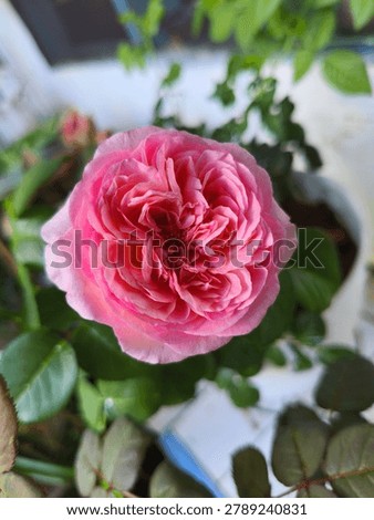Just Ordinary Pink with extra Layer