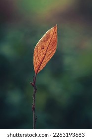 Just a photo of a dry leave in autumn time