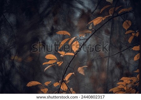 Similar – beech forest Nature