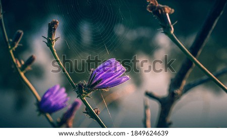 Similar – Geranium pratense Nature