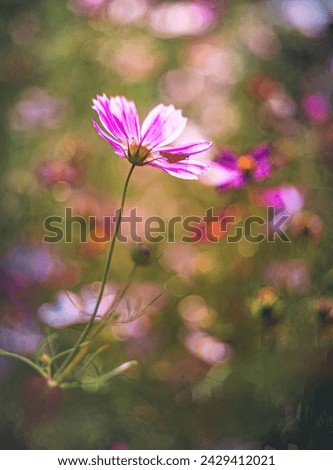 Similar – pink daisy Natur Frühling