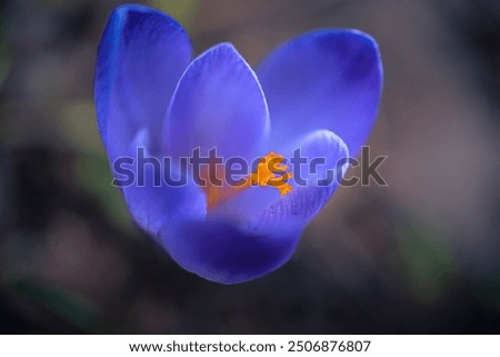 Similar – crocus Nature Plant Spring