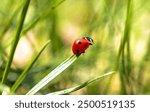 Just a photo of an ladybug in summer
