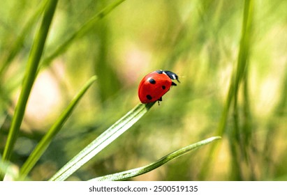 Just a photo of an ladybug in summer
