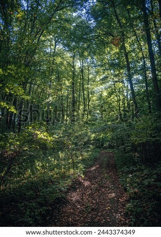 Similar – Wald im Frühling Erholung