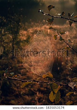 Similar – Image, Stock Photo the beginning of the end | in the forest on old tracks