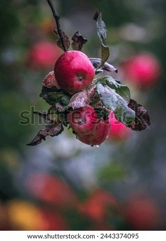 Similar – Äpfel grün rot Apfel 2