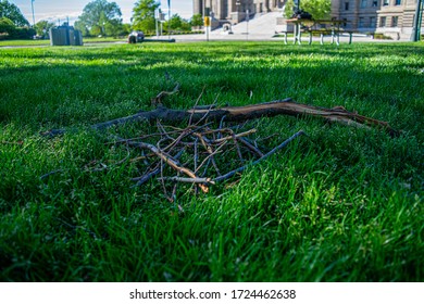 Just A Random Assortment Of Sticks In The Middle Of A Park During The Day On Top Of Green Grass