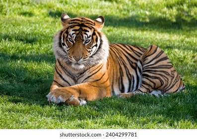  Just saw a tiger chilling in the grass, living its best life! #BigCat #Tiger #Wildlife