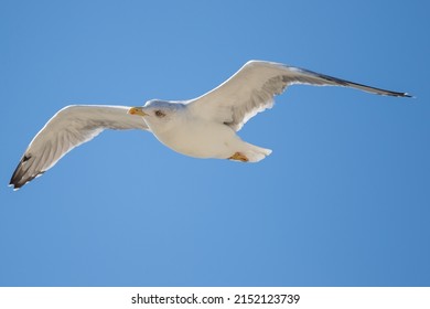 Just A Seagull, Nothing More