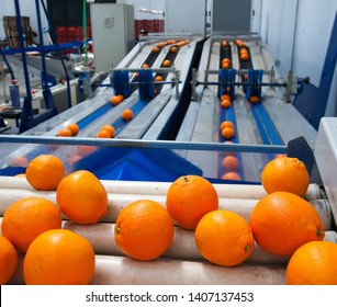 Just selected and waxed tarocco oranges in the conveyor belt ready to be calibrated