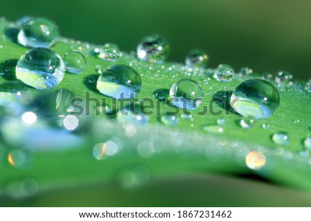 Similar – Image, Stock Photo Dew drops on leaf Design