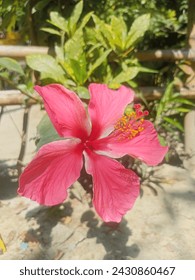  Just spotted a beautiful pink flower with yellow and green leaves in my garden! Feeling so happy and blessed to have such a vibrant plant in my outdoor space. 🌸🌿 #plantlove #pinkflower #hibiscus