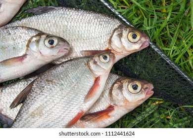 1,873 White Eyed Bream Images, Stock Photos & Vectors | Shutterstock