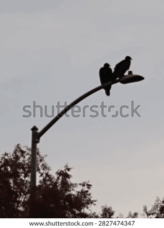 Just two gorgeous  crows hanging out 