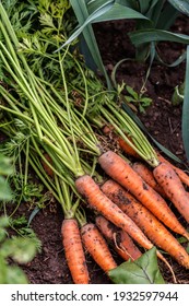 Just uprooted  fresh carrots in a vegetable bed in the garden in growing garlic plant background, organic agriculture and food concept 