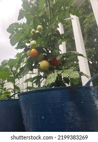 Just Watered Cherry Tomatoes Growing In A Container Garden