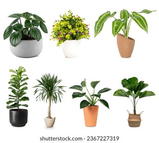 just watered my houseplans and it feels so rewarding to see them thrive. Taking care of these spotted plants truly brings me joy and sense of fulfilment. house plant love Green thumb - Shutterstock ID 2367227319