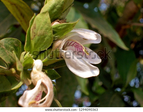 Justicia Adhatoda Flower Commonly Known English Stock Photo Edit Now 1294090363