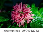 Justicia carnea (Brazilian Plume) is an upright, evergreen shrub with large, dark green leaves and showy flower plumes