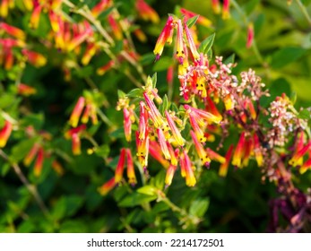 (Justicia floribunda) Attractive tubular flowers Brazilian fuchsia and colour gradient  vibrant dark red to pale orange  yellow shades  stems   dark green foliage