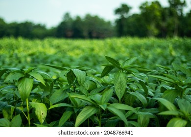 Jute Mallow Plant, Saluyot, Jute, Jew's Mallow, Egyptian Cotton Spinach, Bush Okra, Western World