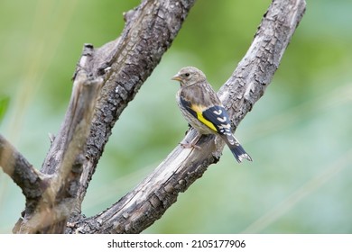 juvenile and adult goldfinches on perch