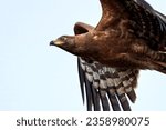 Juvenile African harrier hawk in flight