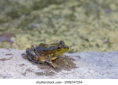 A juvenile American bullfrog (Lithobates catesbeianus) rests on a rock beside a pond. The amphibian is wet, having just emerged from the water in Algonquin Park, Ontario, Canada.