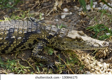 Juvenile American Crocodile