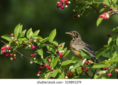 Juvenile American Robin (Turdus Migratorius) In Canadian Serviceberry Tree