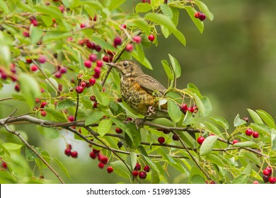 Juvenile American Robin (Turdus Migratorius) In Canadian Serviceberry Tree