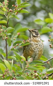 Juvenile American Robin (Turdus Migratorius) In Canadian Serviceberry Tree