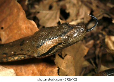 Juvenile Anaconda (Eunectes Murinus)