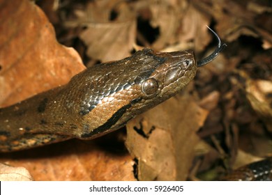 Juvenile Anaconda (Eunectes Murinus)