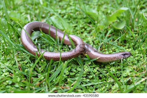 A juvenile Anguis fragilis, also known as a slow\
worm, slowworm, blind worm or glass lizard, and often mistaken for\
a snake.