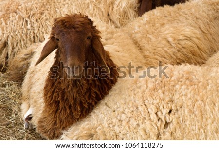 A Juvenile Awassi sheep