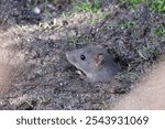 Juvenile baby brown rat rodent popping head out of a hole