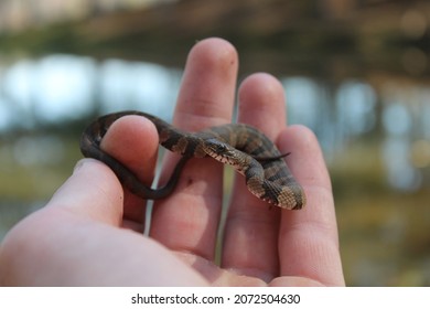 Juvenile Baby Midland Northern Water Snake Stock Photo (Edit Now ...