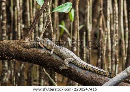 Juvenile Baby Saltwater Crocodile Sitting on a Green Mangrove Tree Branch at Daintree River, Queensland, Australia