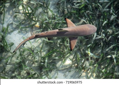 Juvenile Baby Shark From Above Over Sea Grass