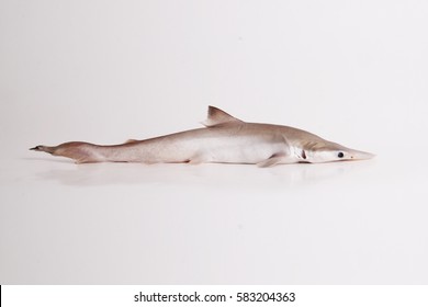 Juvenile Or Baby Shark On White Background.
