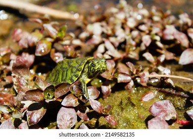 Juvenile Baby Yellow Bellied Slider Turtle In Habitat