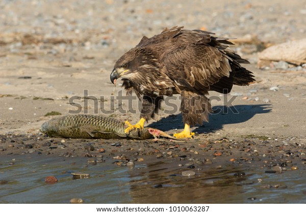 Juvenile Bald Eagle Eating Fish On Stock Photo Edit Now