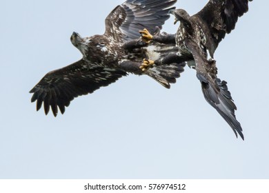 Juvenile Bald Eagle Fight 