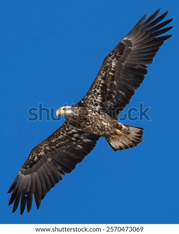 Juvenile bald eagle in flight